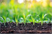 Kieming tuinposter - Natuur poster - Tuinposters Bodem - Tuinposters - Tuinaccesoires voor aan de muur - Tuin decoratie tuinposter 105x70 cm