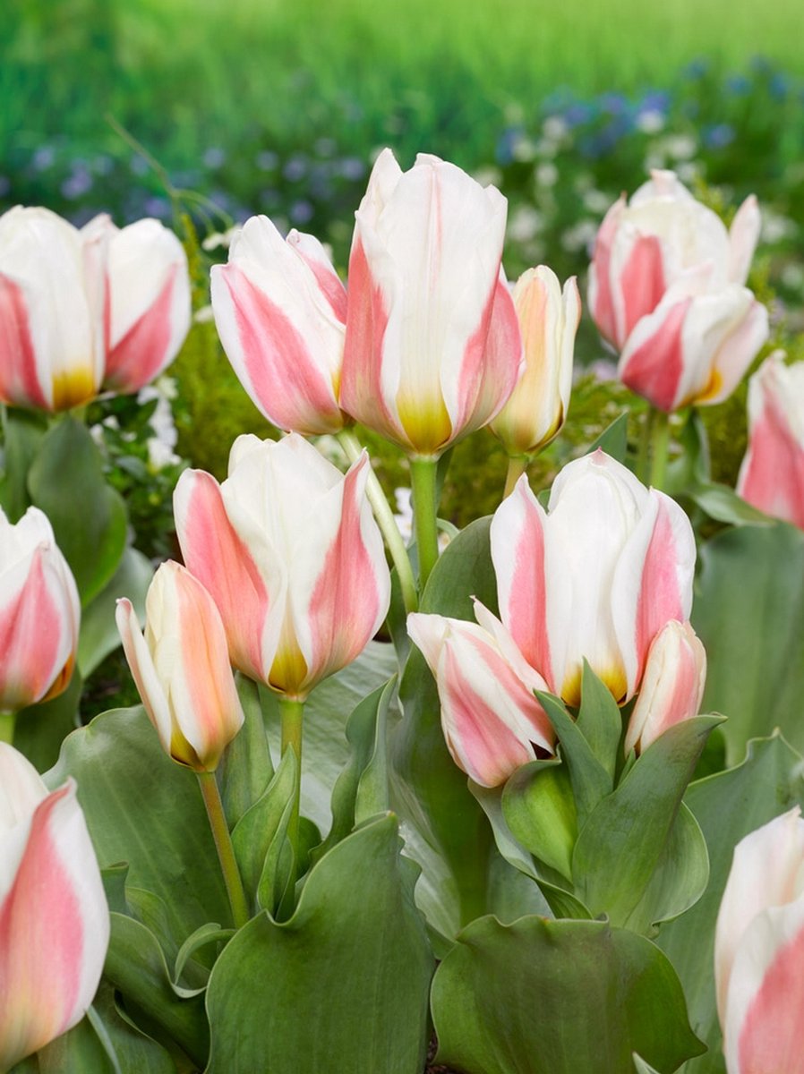 100x Tulpen 'Serano' - BULBi® Bloembollen met bloeigarantie