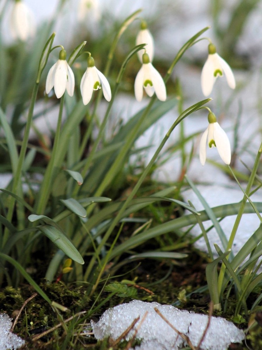 20x Galanthus 'Galanthus s. arnott' - BULBi® Bloembollen met bloeigarantie