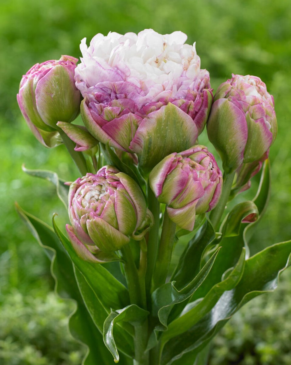 30x Tulpen 'Peggy wonder' - BULBi® Bloembollen met bloeigarantie