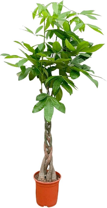 Watercacao boom binnen | Gemakkelijke plant met gevlochten stam - 160 cm hoog - ø27 - Groenblijvende Pachira Aquatica
