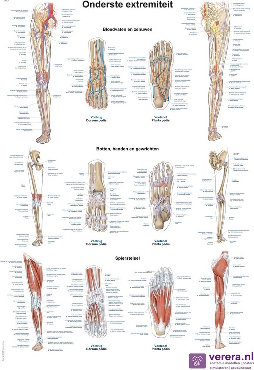 Anatomie poster onderste extremiteit (Nederlands/Latijn, papier, 50x70 cm)