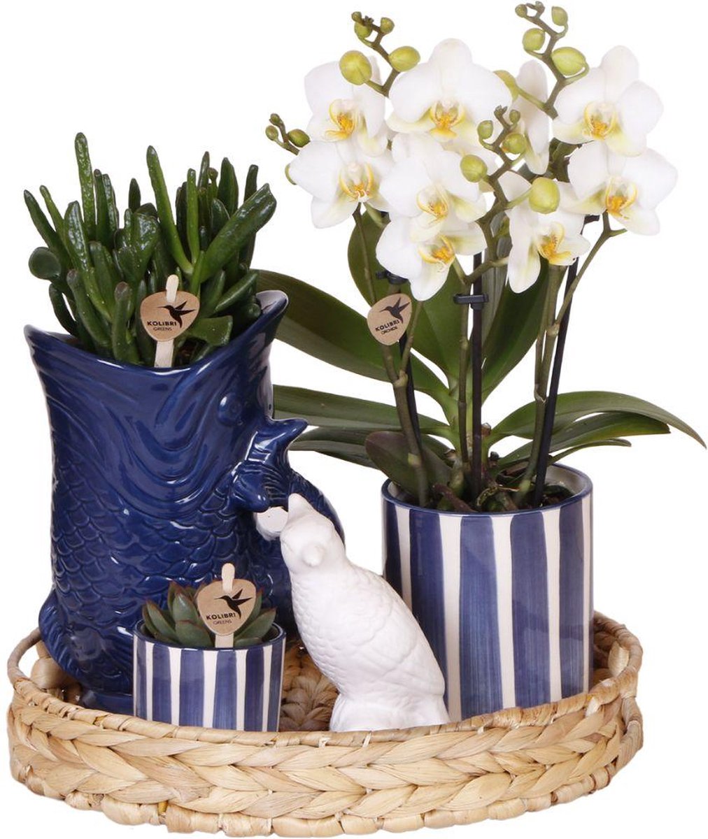 Green Harmony | Plantenset Mediterranean Sunset | Witte Phalaenopsis Orchidee Lausanne en Succulenten incl. keramieken sierpotten