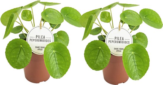 2x Pannenkoekenplant - 20 cm hoge kamerplanten Pilea Peperomioides - 2 Pannekoekenplanten
