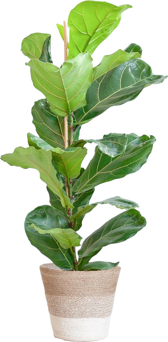 Green Harmony| Ficus Lyrata with Basket Lisbon white - 80cm - Ø21