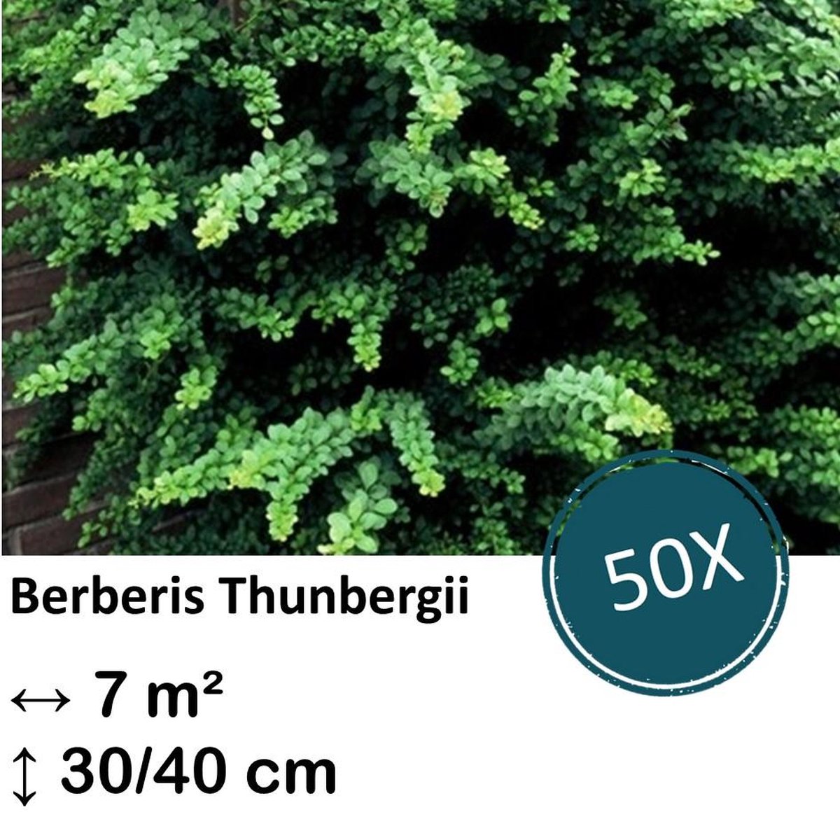 Green Harmony| Berberis thunbergii - 30-50cm - kale wortel