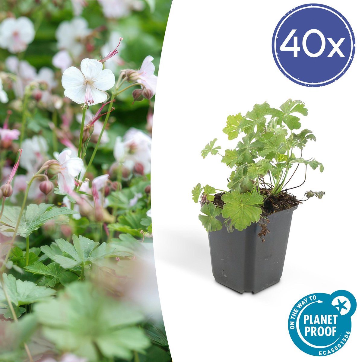 Green Harmony| Geranium cant. 'Biokovo' - 10-25cm - Ø9cm