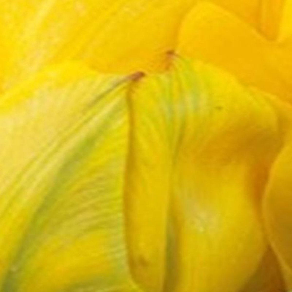 JUB - Tulipa Vanille Coupe
