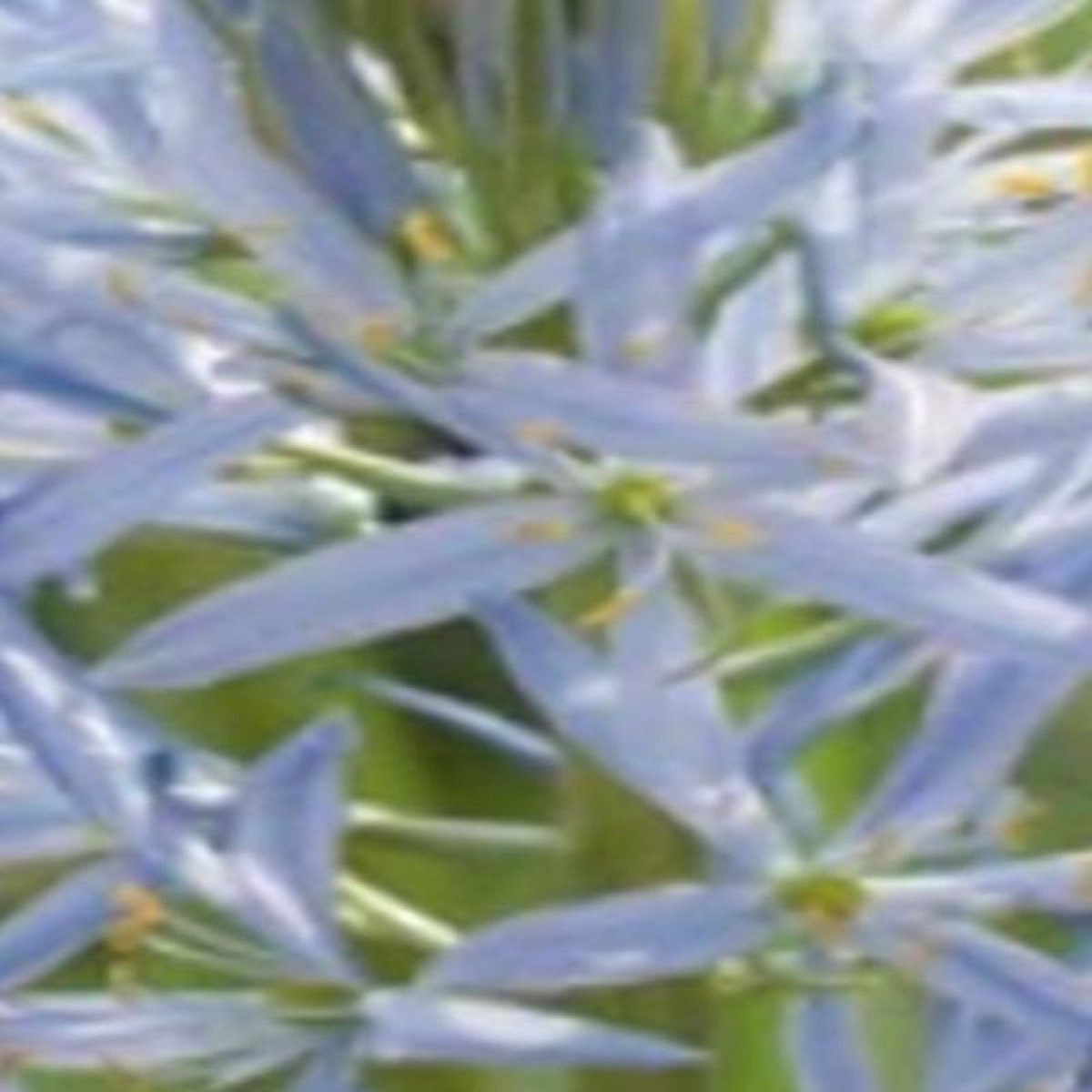JUB - Camassia cusickii