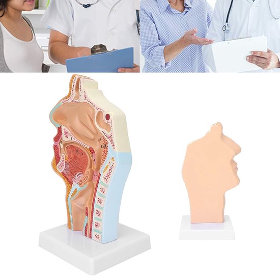 Menselijk anatomiemodel mond, neus en keel pathologisch orgelmodel voor experimenten van studenten, medisch onderwijsmodel