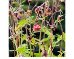 Moerings Geum Rivale | Knikkend Nagelkruid | In 9CM pot
