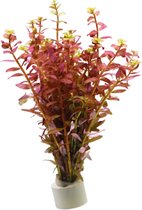 Aquafleur Rotala Indica Rouge En Ring Terre Cuite