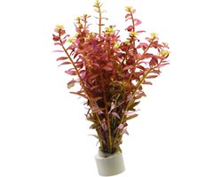 Aquafleur Rotala Indica Rood | In Terracotta Ring