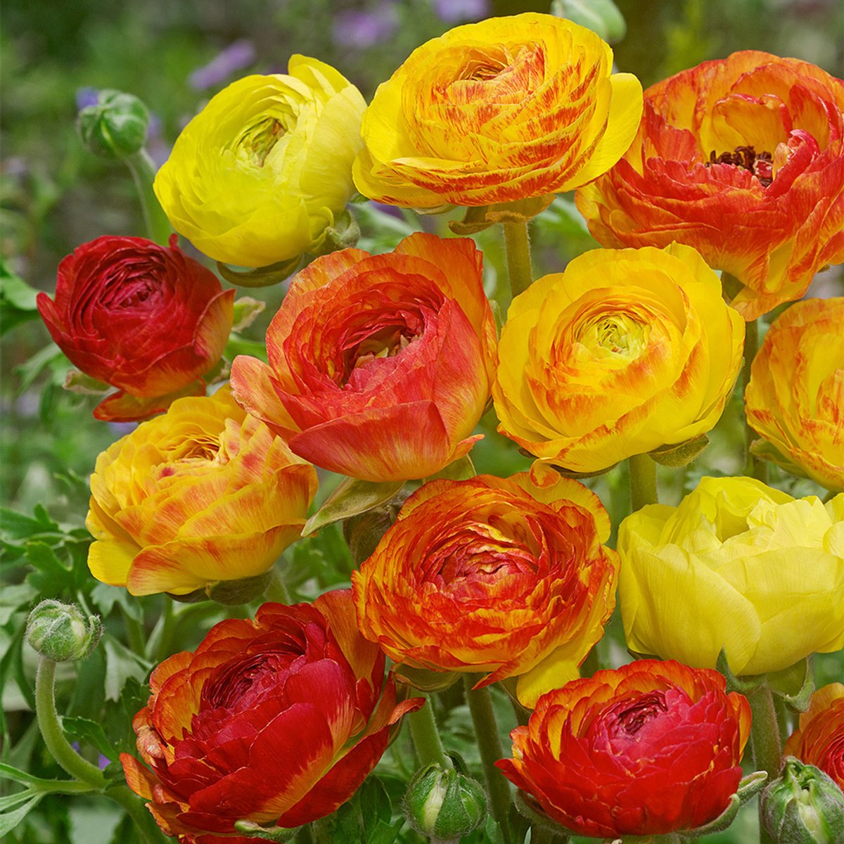 Ranunculus Picotee Oranje | 10 stuks | Ranonkels