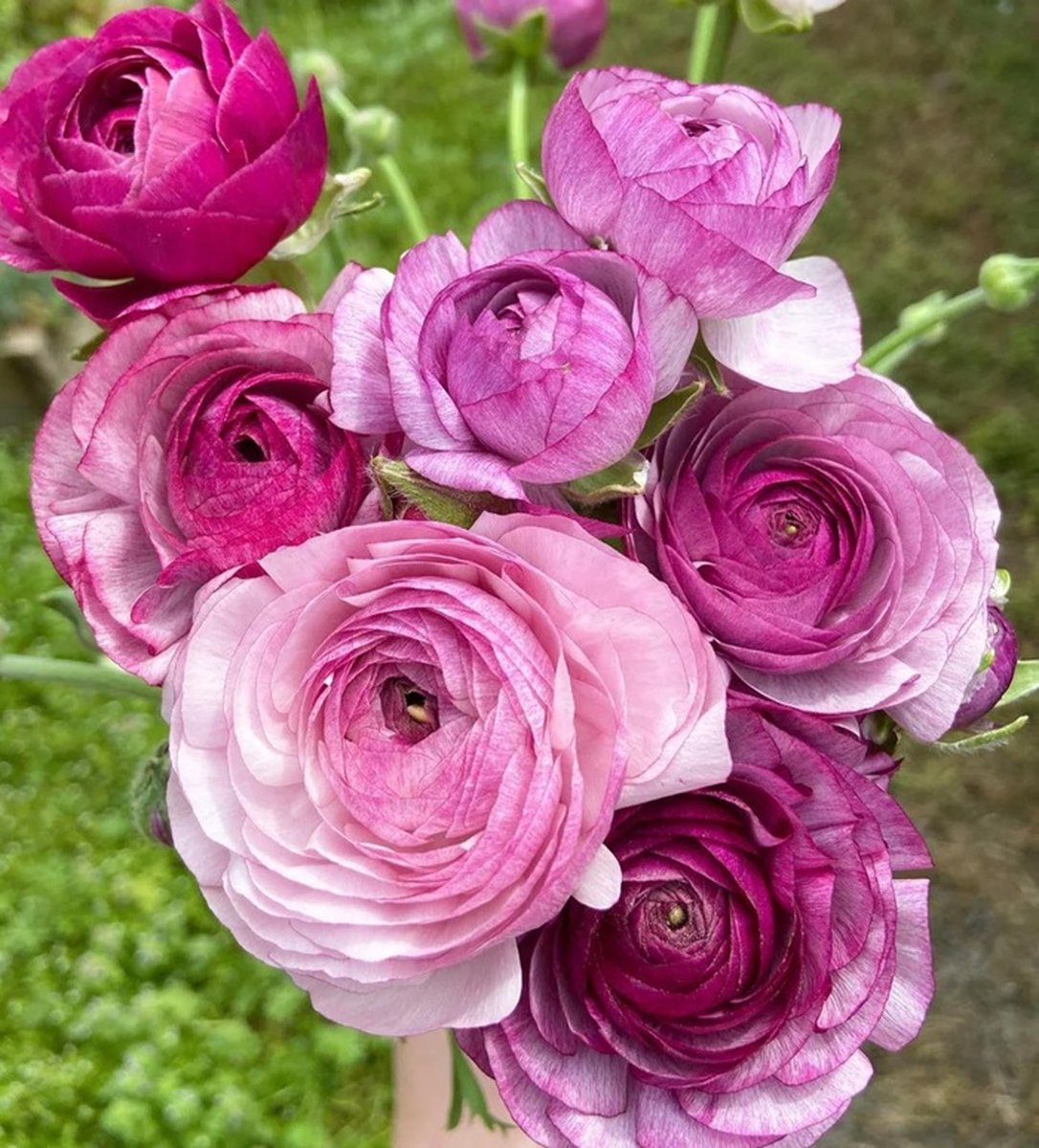 Ranunculus Amandine Purple Jean | 10 stuks | Ranonkels