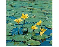 Moerings Nymphoides Peltata | Watergentiaan | In 11x11CM Mand