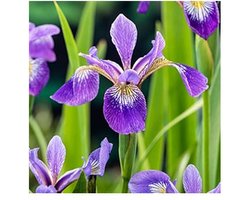 Moerings Iris Versicolor | Amerikaanse Iris | In 18CM Mand Kant en Klaar