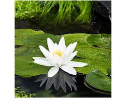 Moerings Nymphaea Tetragona | Waterlelie | In 11CM pot