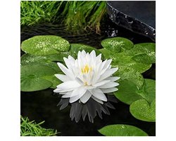 Moerings Nymphaea Gonnere | Waterlelie | In 11CM pot