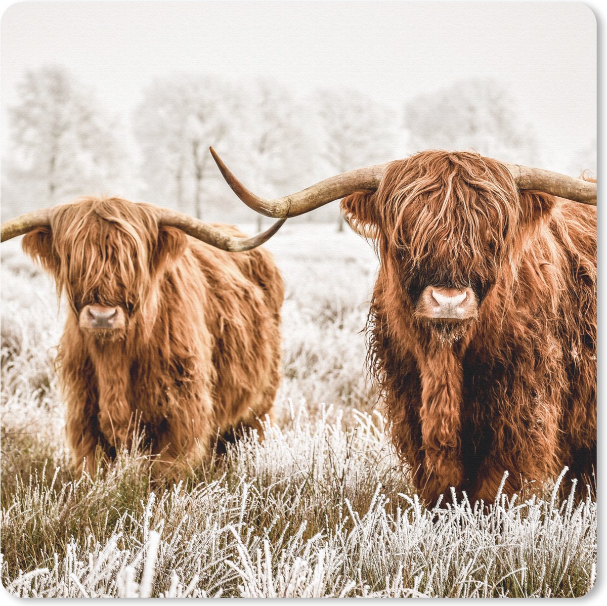 Muismat 20x20 cm - Mousepad Schotse hooglander - Koe - Natuur - Winter - Muismatten