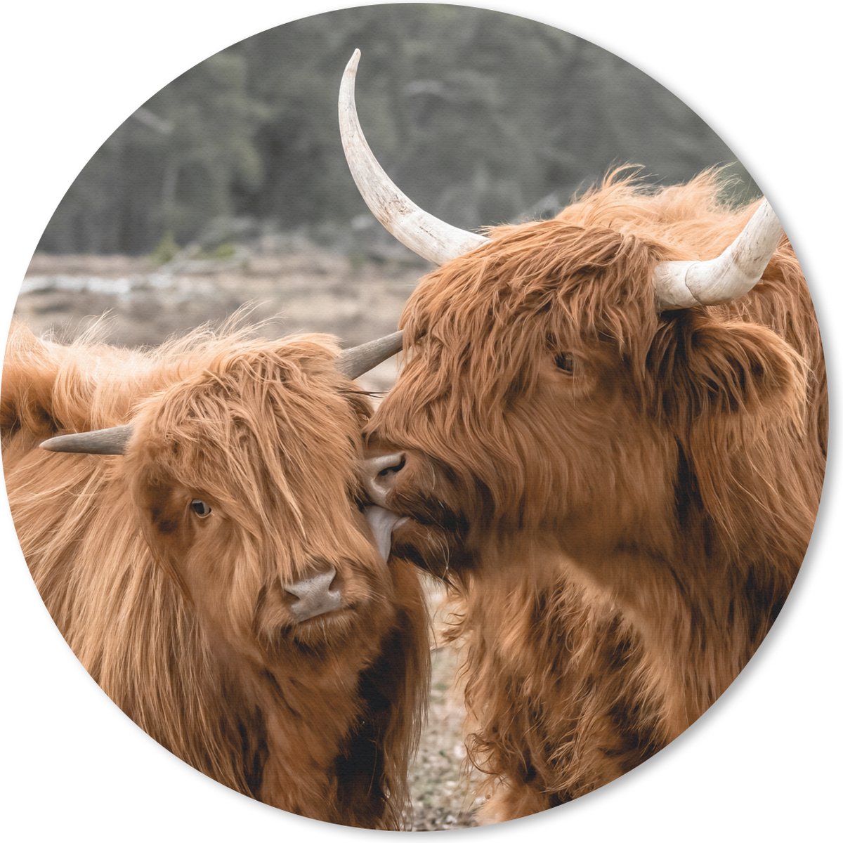 Muismat rond 20x20 cm - Mousepad Schotse hooglander - Dieren - Bos - Ronde muismatten