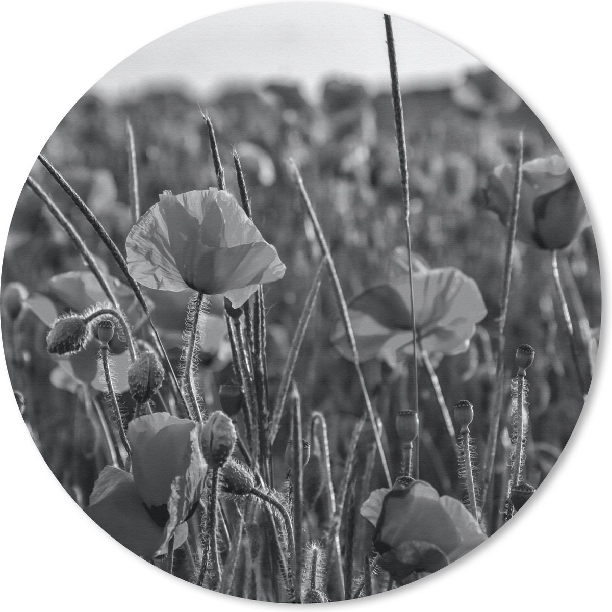 Muismat rond 50x50 cm - Mousepad Bloemen - Klaprozen - Natuur - Rood - Ronde muismatten