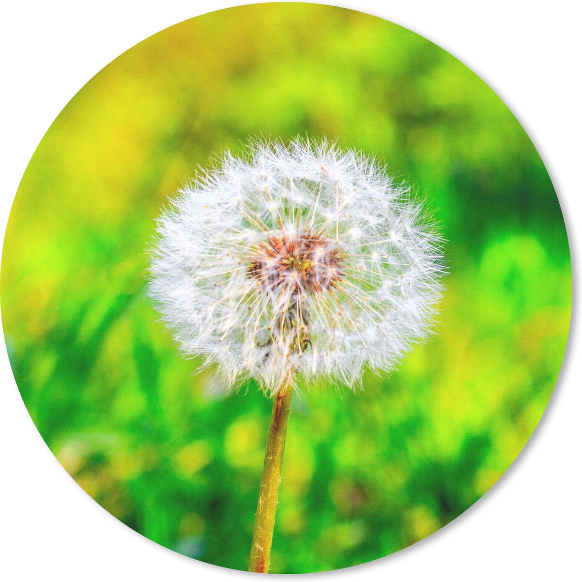 Muismat rond 20x20 cm - Mousepad Paardenbloem - Grasveld - Bloem - Ronde muismatten
