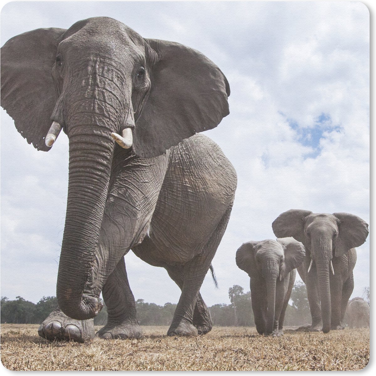 Muismat 20x20 cm - Mousepad Olifant - Dieren - Natuur - Vlakte - Muismatten