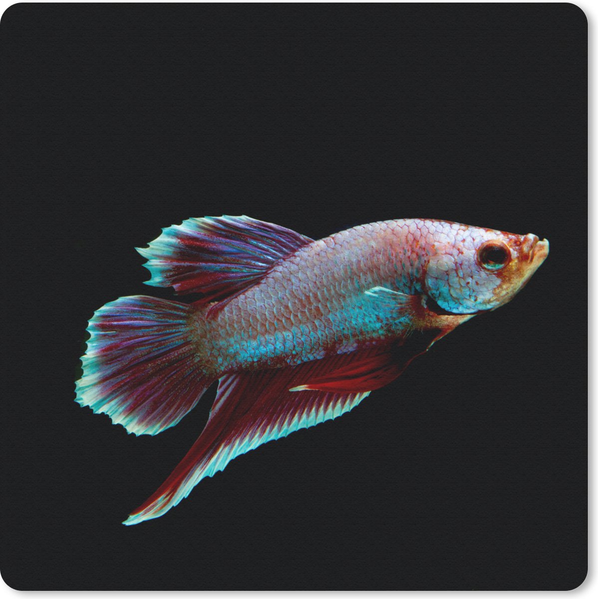 Muismat 30x30 cm - Mousepad Vis - Dieren - Licht - Muismatten