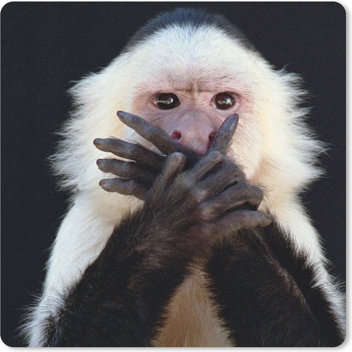 Muismat 30x30 cm - Mousepad Aap - Wilde dieren - Portret - Muismatten