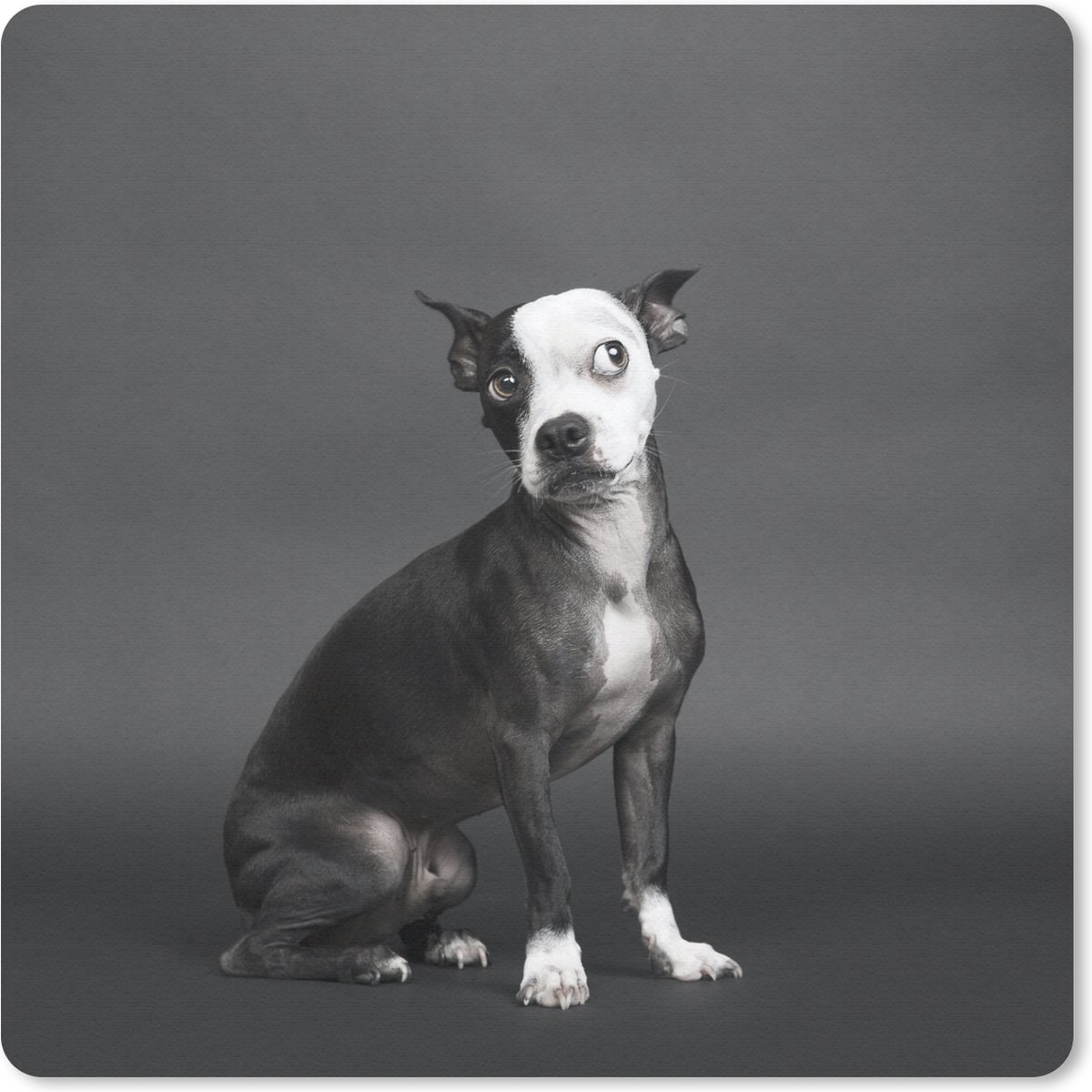Muismat 20x20 cm - Mousepad Hond - Vlek - Portret - Muismatten