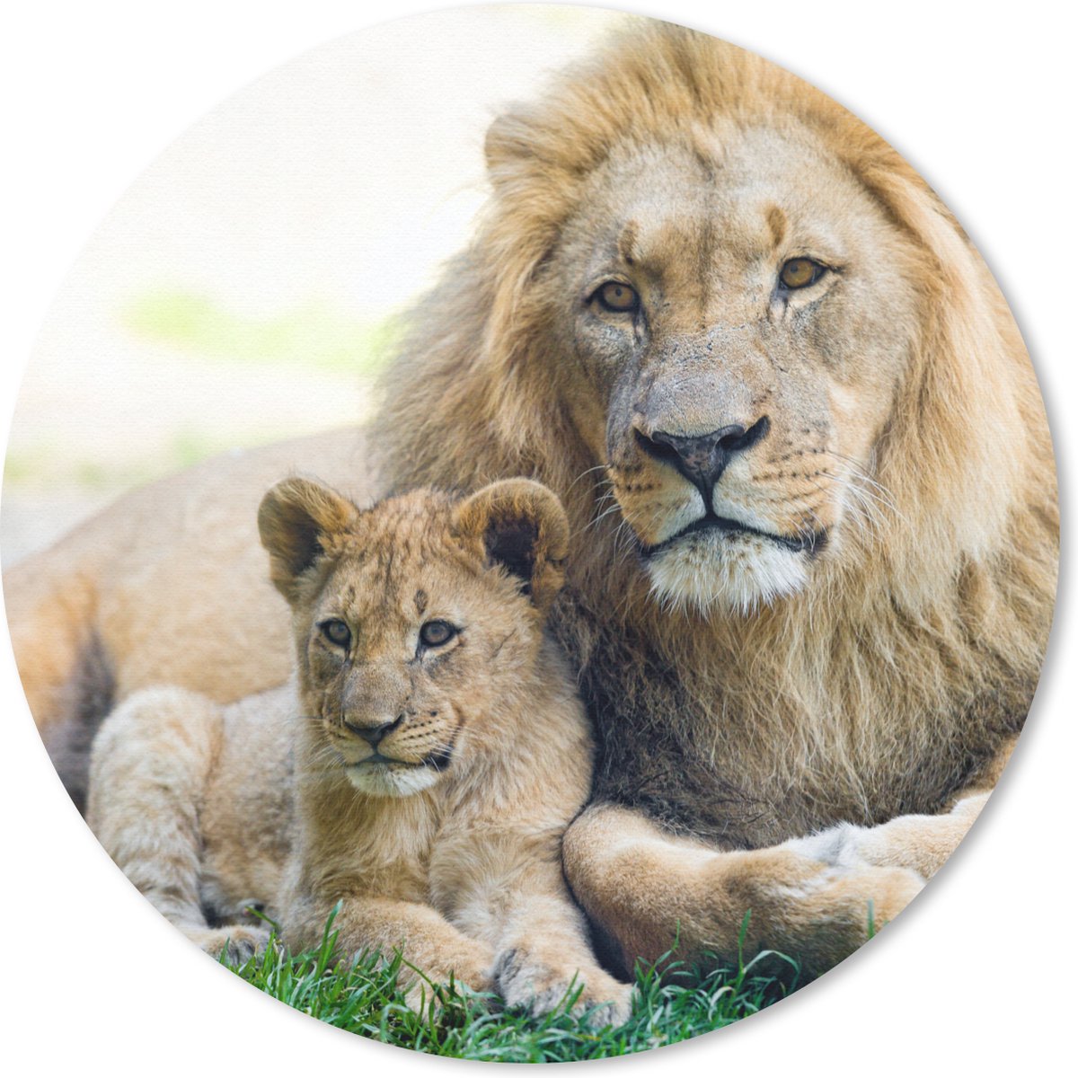 Muismat rond 50x50 cm - Mousepad Leeuw - Welp - Portret - Ronde muismatten