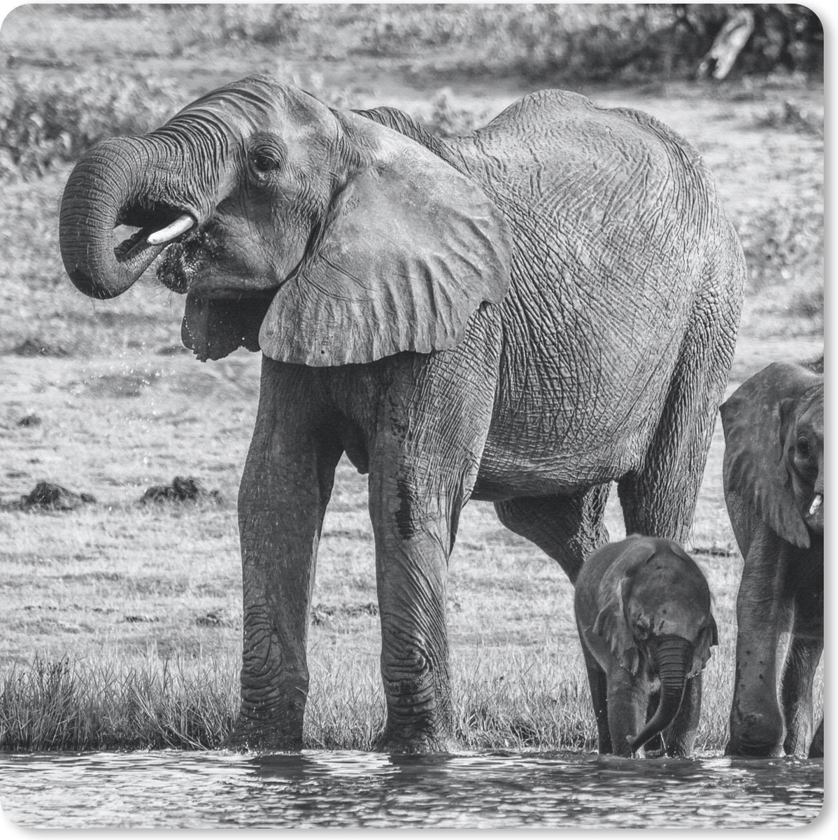 Muismat 20x20 cm - Mousepad Olifant - Water - Dieren - Zwart - Wit - Muismatten