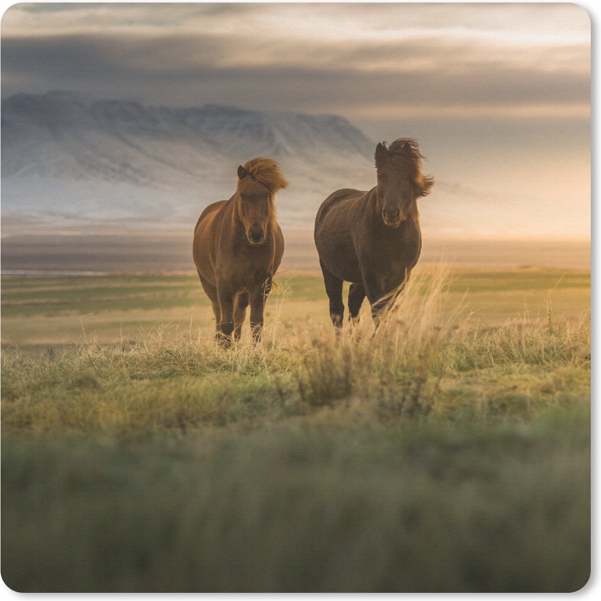 Muismat 20x20 cm - Mousepad Paarden - Lucht - Gras - Muismatten