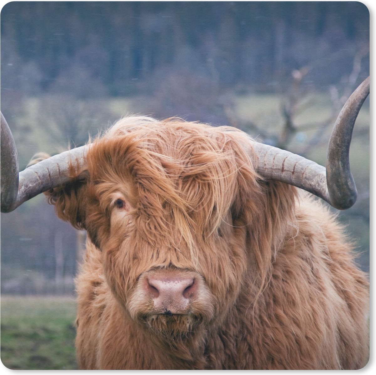 Muismat 20x20 cm - Mousepad Schotse Hooglander - Hoorns - Berg - Muismatten