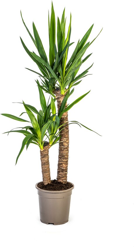 Yucca géant aussi appelé Lys palmier, Plante verte d'intérieur, Ambiance tropicale, Yucca Elephantipes Ø19cm - 80cm