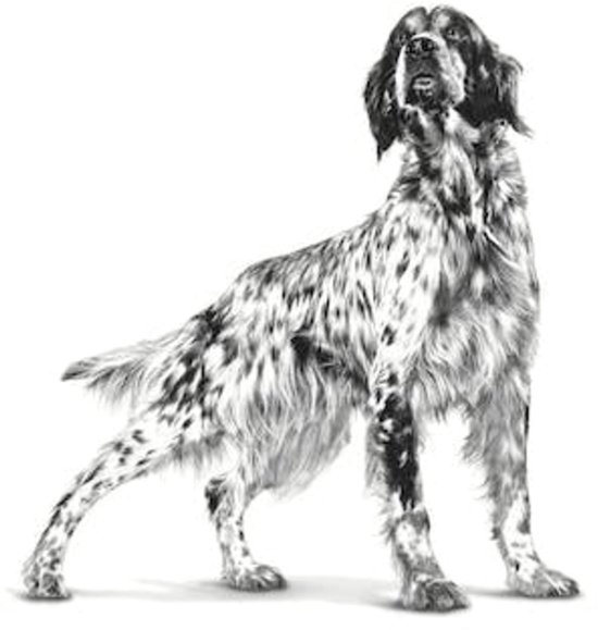 Royal Canin Anallergenic - Hondenvoer - 3 kg
