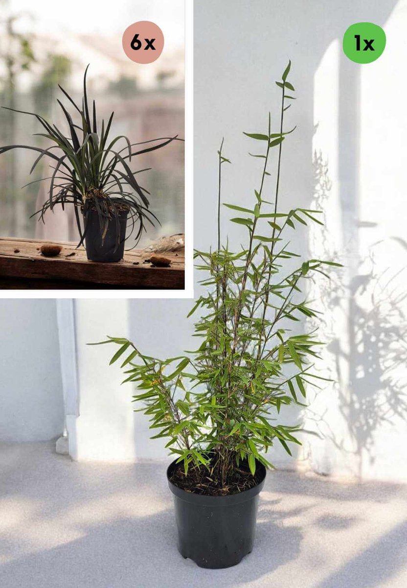 Plantenbox: Bamboe & Slangenbaard