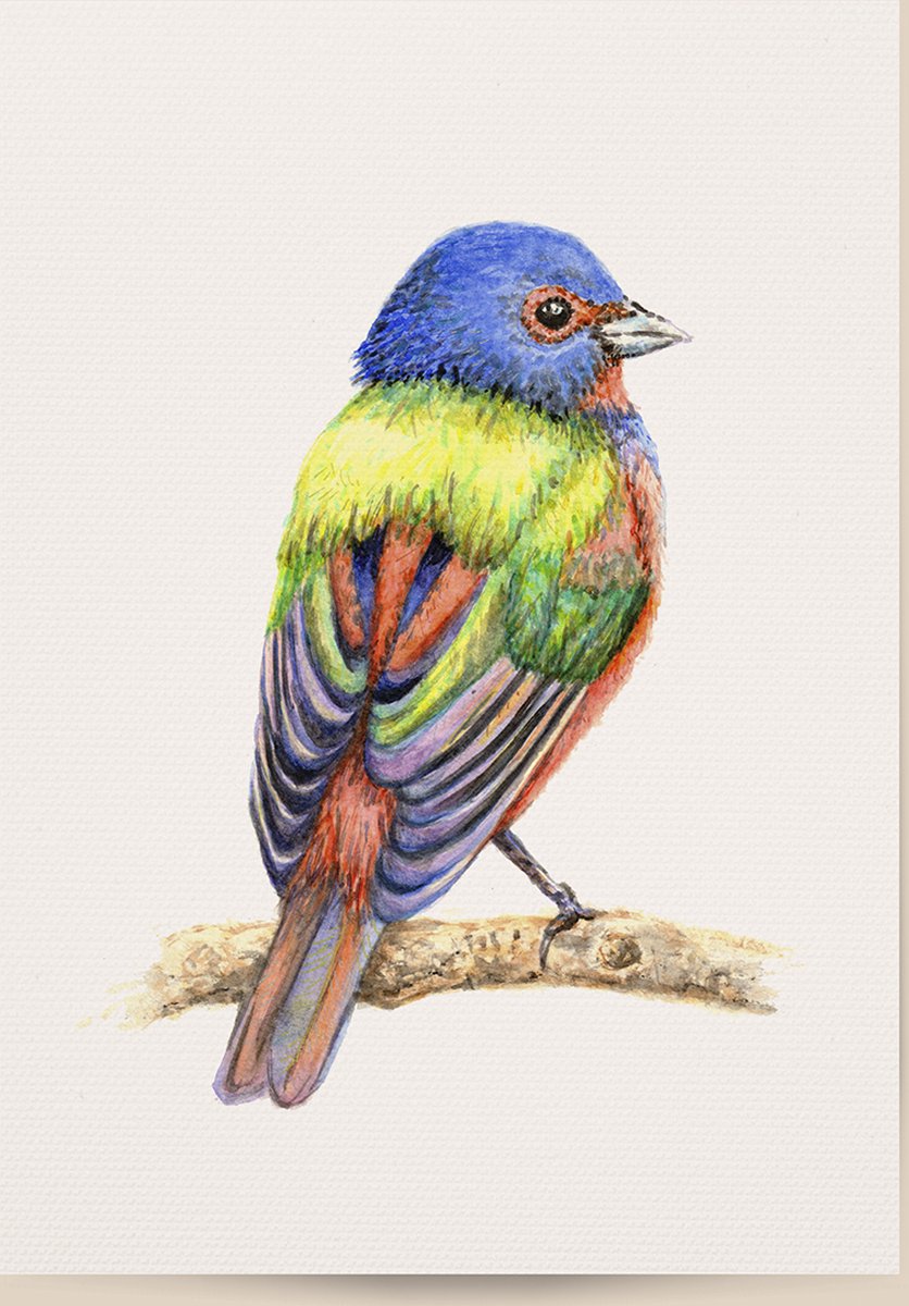 World of Mies poster gekleurde vogel - A4 - mooi dik papier - Snel verzonden! - bunting vogel - dieren in aquarel - geschilderd door Mies