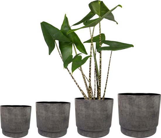 Bol En Verre Rond Peu Profond - Environ 25x10 Cm, Pour Plantes Grasses, Décoration Intérieure, Centre De Table, Ou Petit Aquarium (600 G) - 6