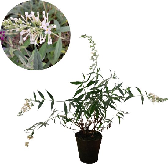 Foto: Buddleja davidii free petite snow white wit bloeiende dwergvlinderstruik kleinblijvende vlinderstruik vlinderplant