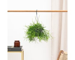 Rhipsalis Heteroclada hangplant - 25 cm