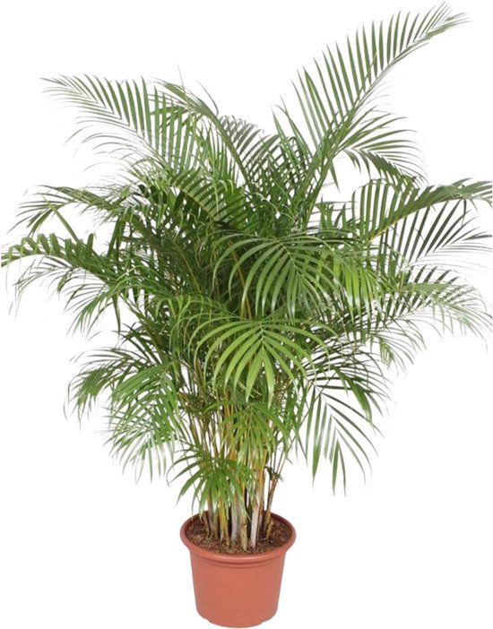 2 meter lange Vlinderpalm, Dypsis Lutescens voor binnen, ø40