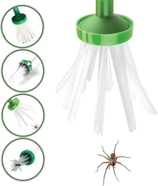 Spinnenvanger