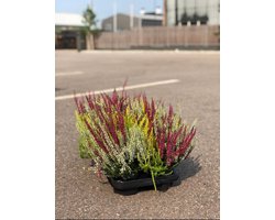 HV Plant - Calluna Heide Beauty Ladies - 10 stuks - 3-Kleurige - Winterhard- Potmaat 11