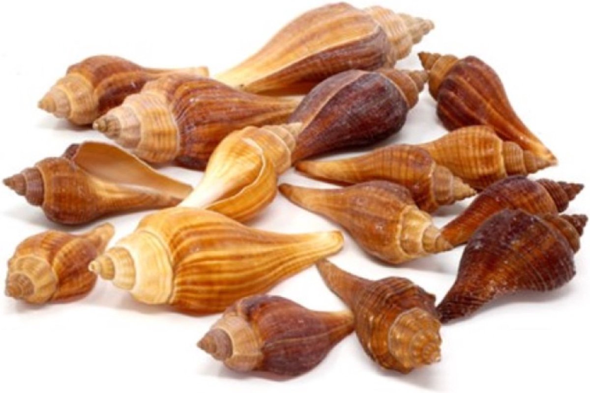 5x zakjes decoratie/hobby posthoorn schelpen bruintinten 100 gram - Maritiem/zee/strand thema