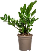 Plantenboetiek.nl | Zamioculcas Zamiifolia - Ø17cm - 40-50cm hoog - Kamerplant - Groenblijvend