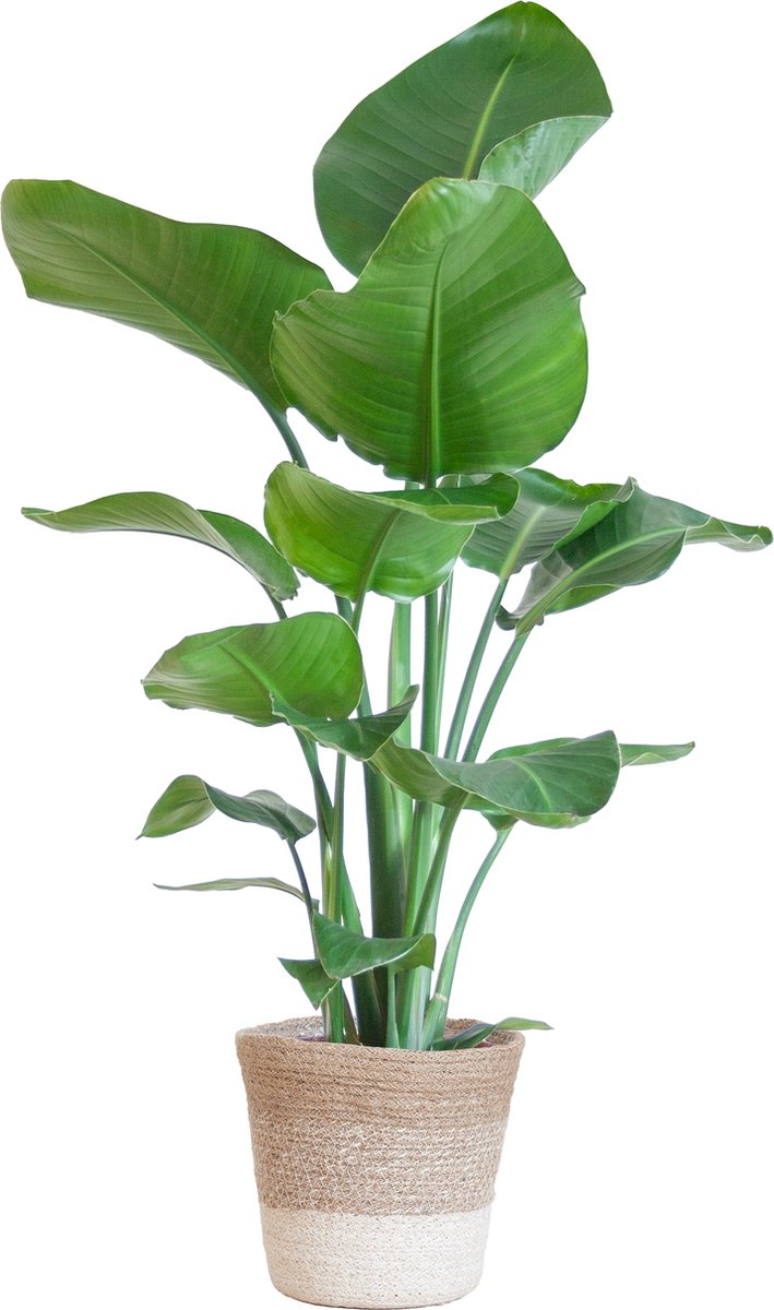 Green Harmony | Strelitzia Nicolai met Lissabon mand wit - 80cm - Ø19