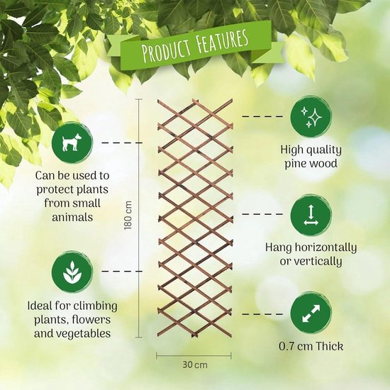 Top 6 mooiste hangplanten voor buiten (en hoe je ze ophangt) | Praxis