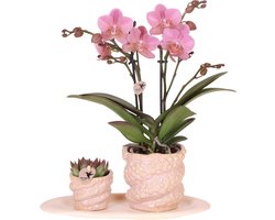 Green Harmony | Gift set Octopus Pink small | Groene plant met oudroze Phalaenopsis orchidee in Octopus pink sierpotten op wit organisch dienblad